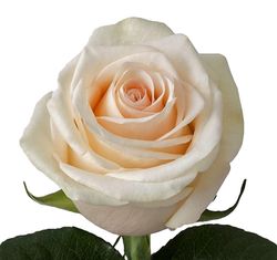 Rosa La Perla