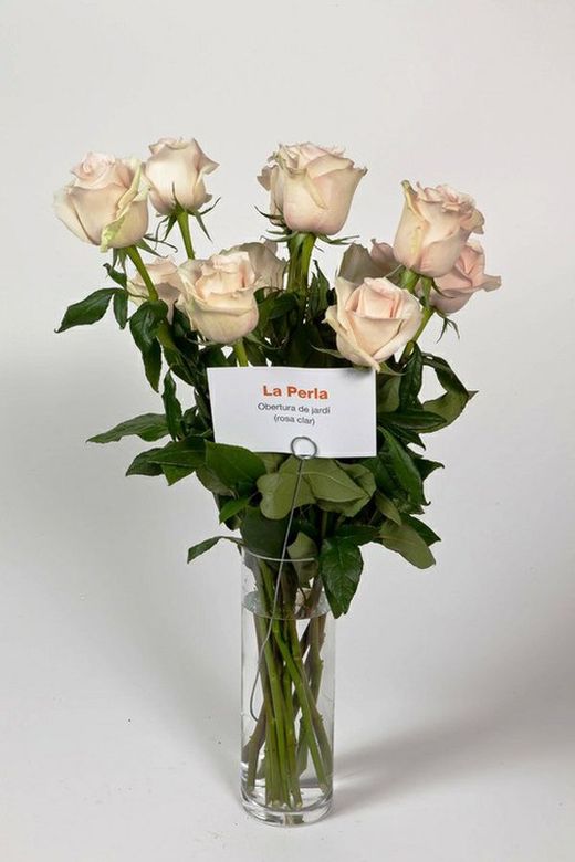 Rosa La Perla
