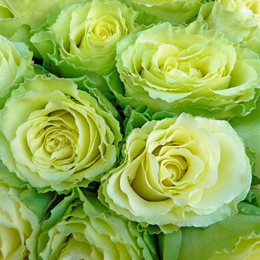 Rosa Lemonade