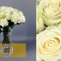 Mondial rose