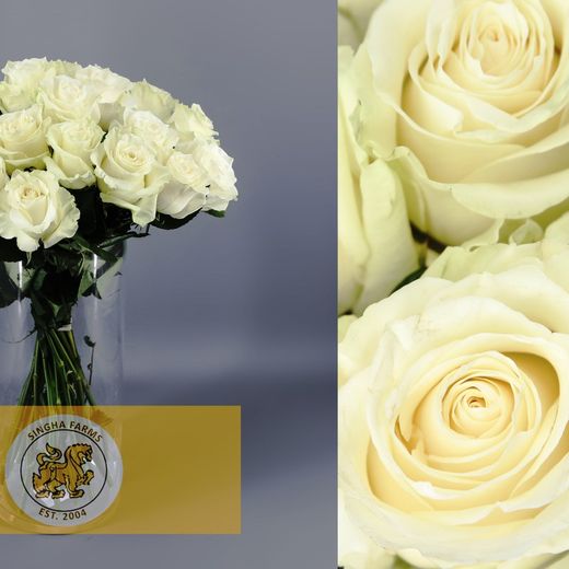 Mondial rose