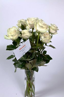 Mondial rose