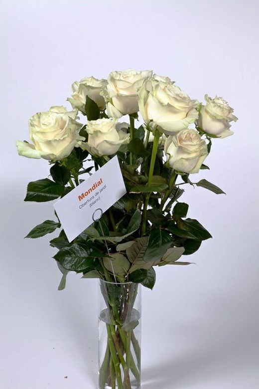 Mondial rose