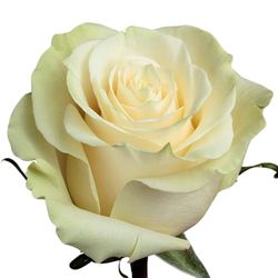 Mondial rose
