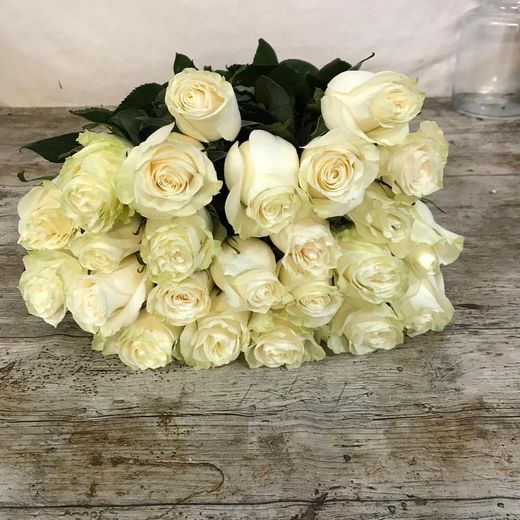 Mondial rose