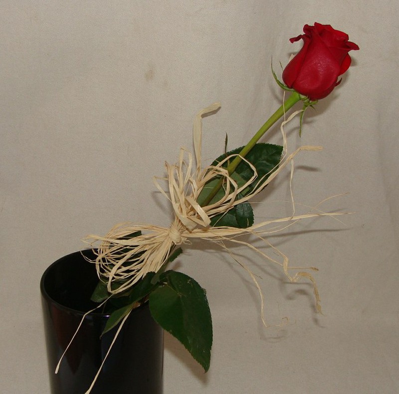 Rosa natural Pack 10 uds. — Flores Frescas Online