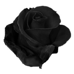 Rosa Negra Tenyida