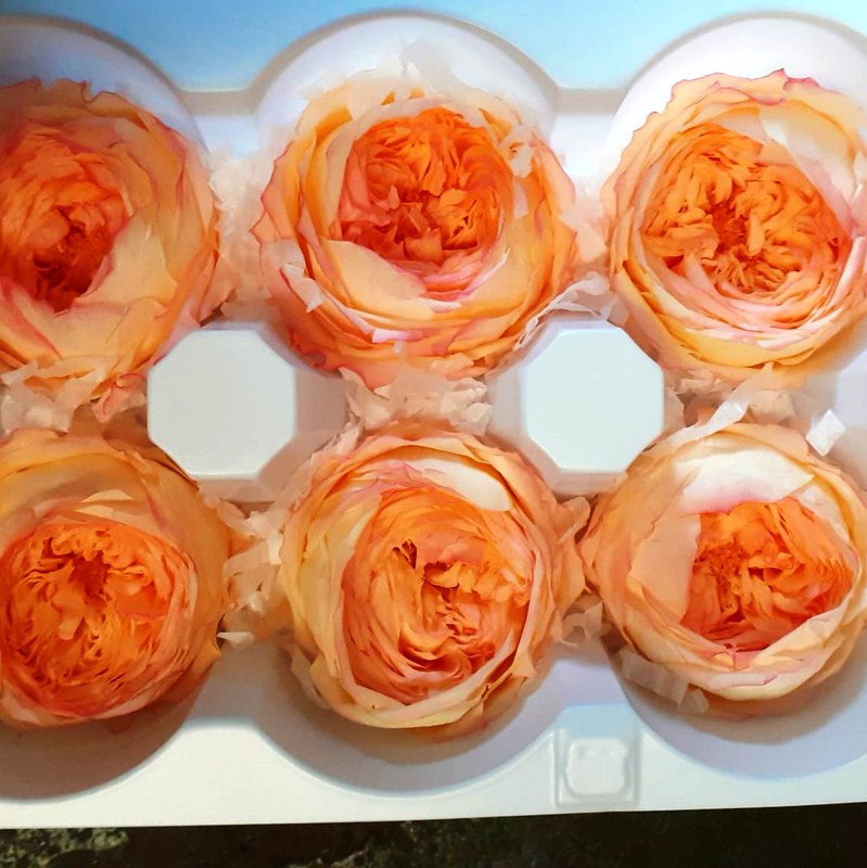 Cabezas Rosa Peonia Preservada Caja 4 uds — Floresfrescasonline