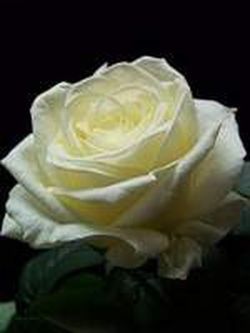 Rosa Perfumada Norma Jeane