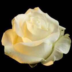 Rosa Polar Star