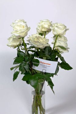 Rosa Polar Star