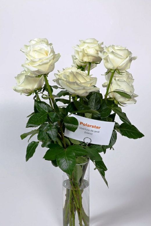 Rosa Polar Star