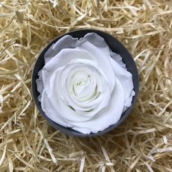 Rosa Preservada Sant Valentí
