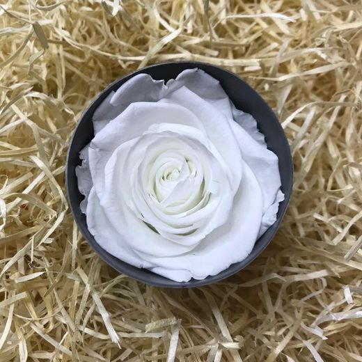 Rosa Preservada Sant Valentí