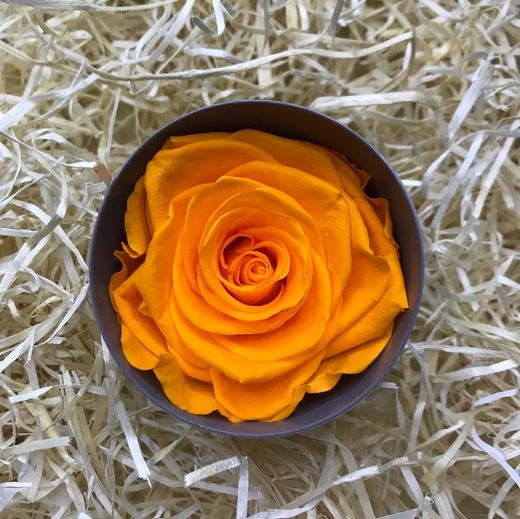 Rosa Preservada Sant Valentí