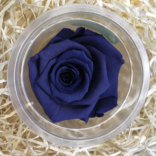 Rosa Preservada Sant Valentí