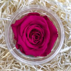 Rosa Preservada Sant Valentí