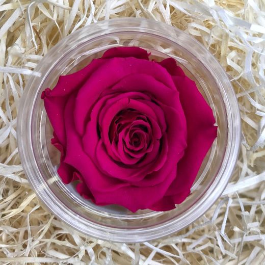 Rosa Preservada Sant Valentí