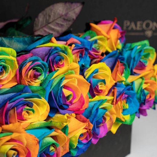 Rosa Rainbow teñida