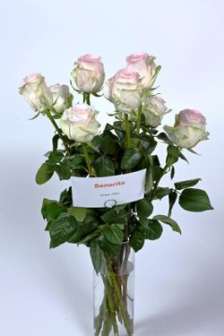 Mademoiselle Rose
