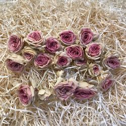Rosa Spray amb tija Preservada 25 unitats