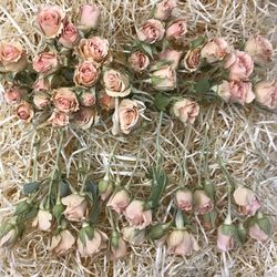 Rosa Spray amb tija Preservada 25 unitats