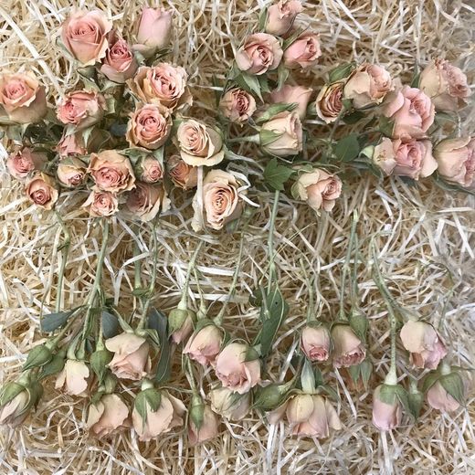 Rosa Spray amb tija Preservada 25 unitats
