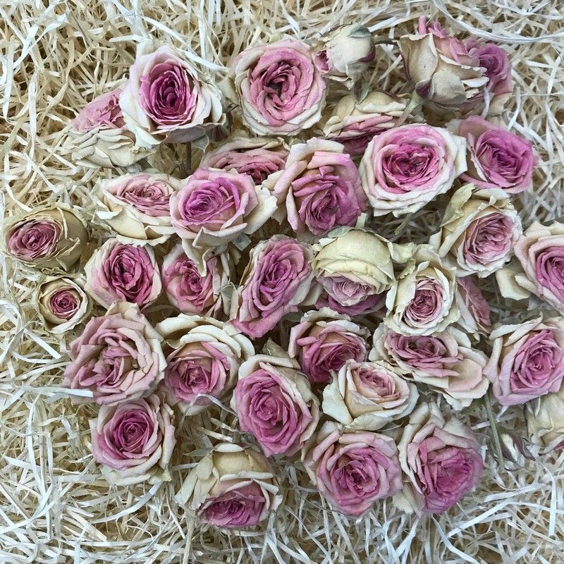 Rosa Spray con tallo Preservada 25 unidades Rosa Spray Blanco/Rosa