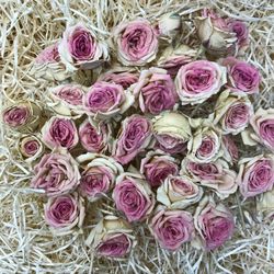 Rosa Spray amb tija Preservada 25 unitats