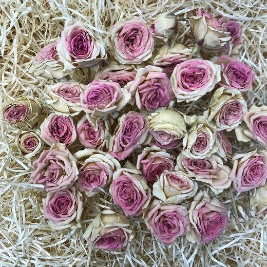Rosa Spray con tallo Preservada 25 unidades