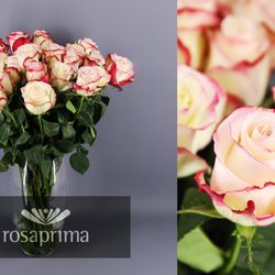 Rosa Sweetness