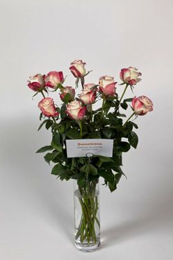 Rosa Sweetness