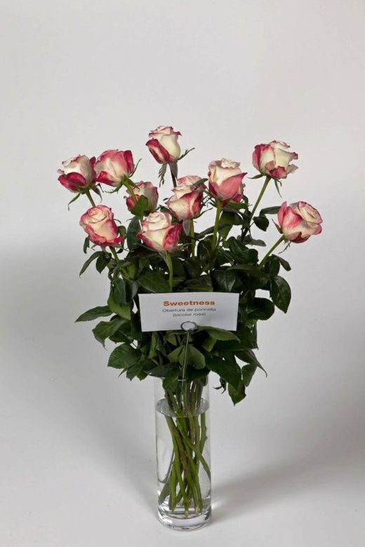 Rosa Sweetness