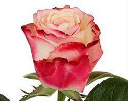 Rosa Sweetness