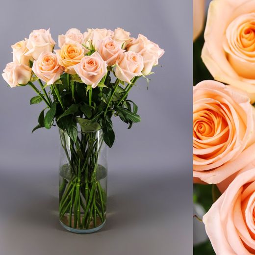 Rosa Tiffany