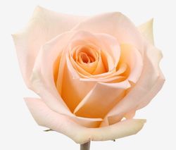 Rosa Tiffany