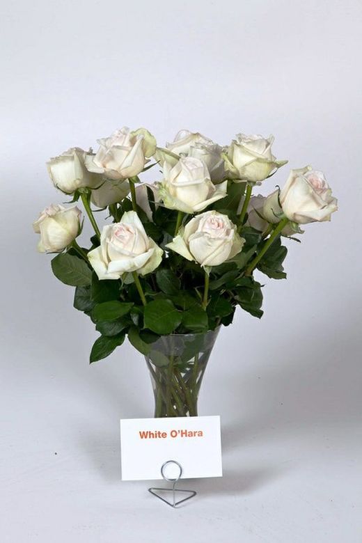 Rosa White O'Hara
