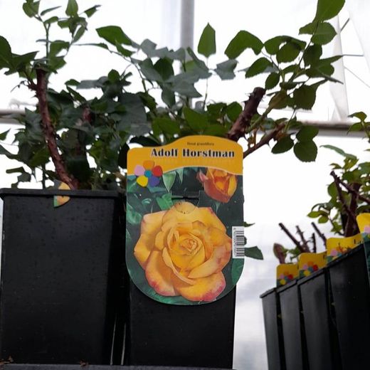 Rosal Adolf Horstman Perfumado