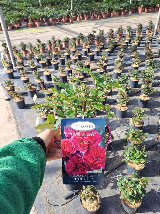 ROSAL COMESTIBLE (DOLCE ROSA BERRY)