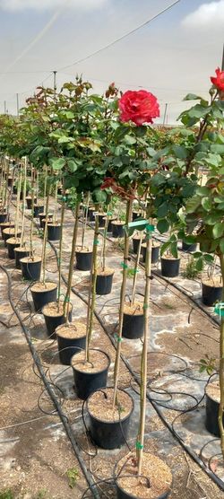 ROSAL COPA