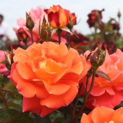 Rosal Daniel Gelin