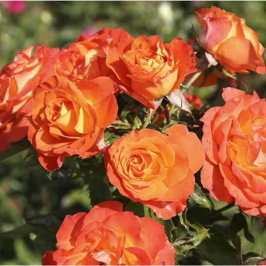Rosal Daniel Gelin