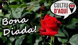 Roser de Sant Jordi (Cultiu de Maresme)