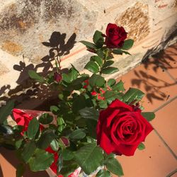 Roser de Sant Jordi (Cultiu de Maresme)
