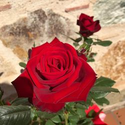 Roser de Sant Jordi (Cultiu de Maresme)