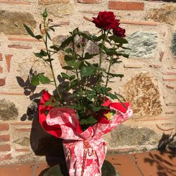 Roser de Sant Jordi (Cultiu de Maresme)