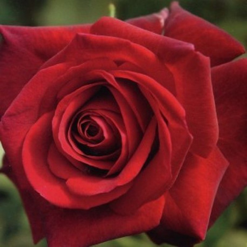 Rosal Edith Piaf — Flores Frescas Online