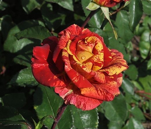 Rosal Fresh Valentina G