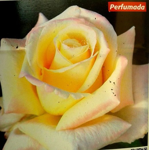 Rosal Gloria Ferrer Perfumado