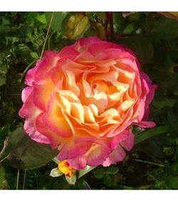 Rosal Linda G